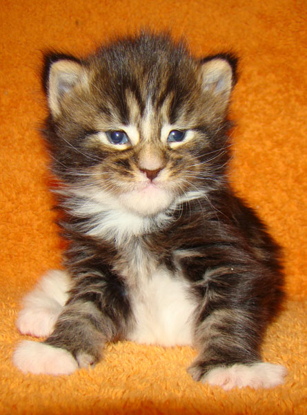     Catsvill County!   !    !       !!!    Catsvill County +7-926-544-74-09     .   ,   ,   ,    ,   ,  ,     ,   -,    ,   !
