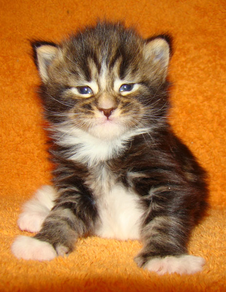    Catsvill County!   !    !       !!!    Catsvill County +7-926-544-74-09     .   ,   ,   ,    ,   ,  ,     ,   -,    ,   !