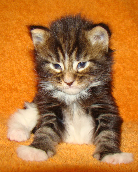     Catsvill County!   !    !       !!!    Catsvill County +7-926-544-74-09     .   ,   ,   ,    ,   ,  ,     ,   -,    ,   !