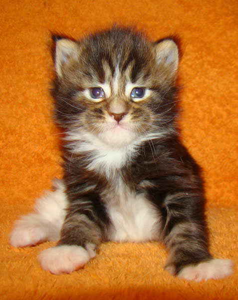     Catsvill County!   !    !       !!!    Catsvill County +7-926-544-74-09     .   ,   ,   ,    ,   ,  ,     ,   -,    ,   !
