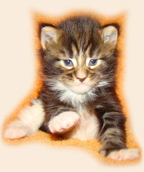     Catsvill County!   !    !       !!!    Catsvill County +7-926-544-74-09     .   ,   ,   ,    ,   ,  ,     ,   -,    ,   !