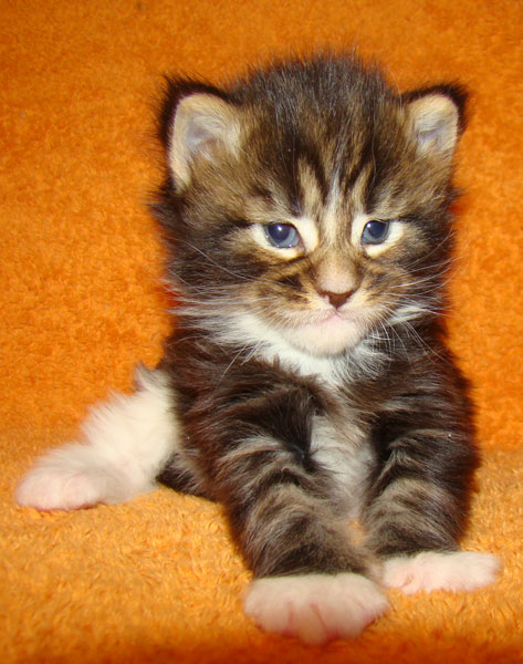     Catsvill County!   !    !       !!!    Catsvill County +7-926-544-74-09     .   ,   ,   ,    ,   ,  ,     ,   -,    ,   !