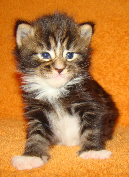     Catsvill County!   !    !       !!!    Catsvill County +7-926-544-74-09     .   ,   ,   ,    ,   ,  ,     ,   -,    ,   !