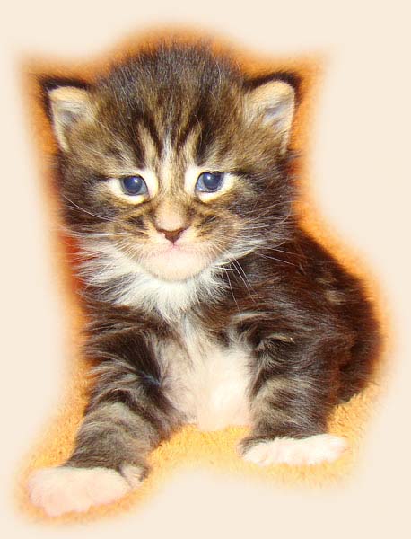     Catsvill County!   !    !       !!!    Catsvill County +7-926-544-74-09     .   ,   ,   ,    ,   ,  ,     ,   -,    ,   !