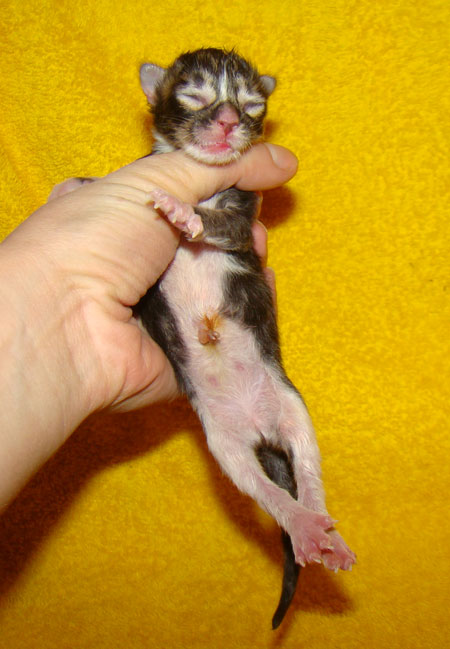     Catsvill County!   !    !       !!!    Catsvill County +7-926-544-74-09     .   ,   ,   ,    ,   ,  ,     ,   -,    ,   !