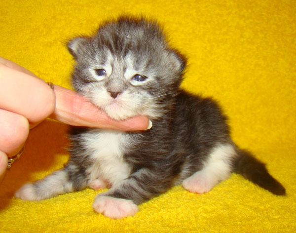     Catsvill County!   !    !       !!!    Catsvill County +7-926-544-74-09     .   ,   ,   ,    ,   ,  ,     ,   -,    ,   !