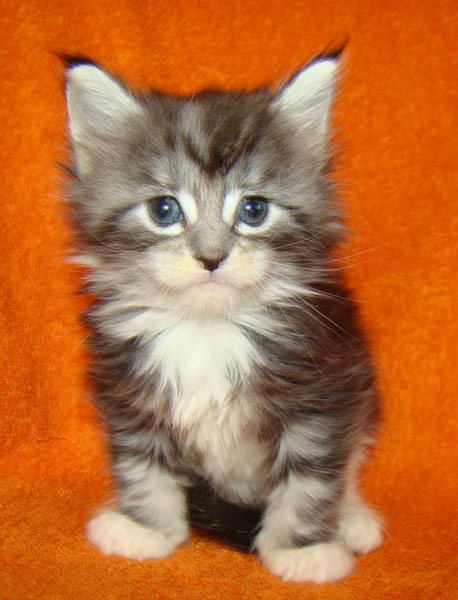     Catsvill County!   !    !       !!!    Catsvill County +7-926-544-74-09     .   ,   ,   ,    ,   ,  ,     ,   -,    ,   !