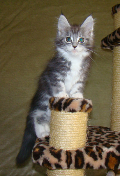     Catsvill County!   !    !       !!!    Catsvill County +7-926-544-74-09     .   ,   ,   ,    ,   ,  ,     ,   -,    ,   !