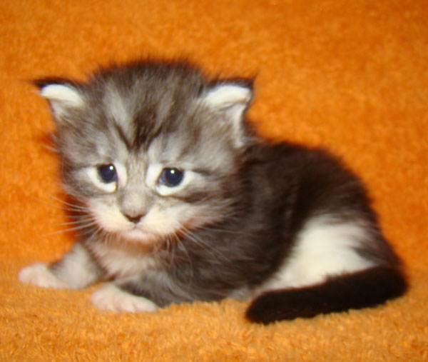     Catsvill County!   !    !       !!!    Catsvill County +7-926-544-74-09     .   ,   ,   ,    ,   ,  ,     ,   -,    ,   !