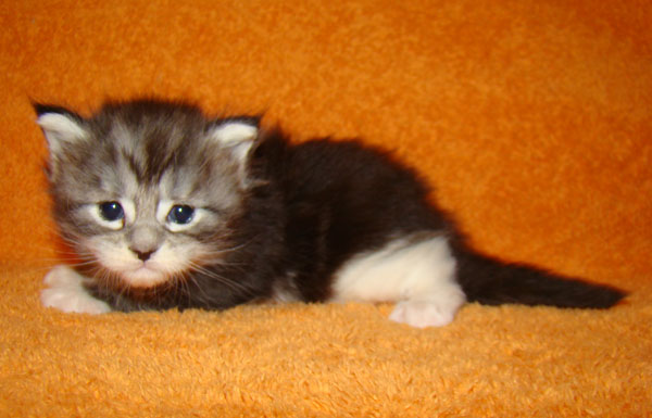     Catsvill County!   !    !       !!!    Catsvill County +7-926-544-74-09     .   ,   ,   ,    ,   ,  ,     ,   -,    ,   !