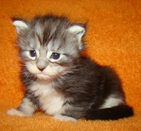     Catsvill County!   !    !       !!!    Catsvill County +7-926-544-74-09     .   ,   ,   ,    ,   ,  ,     ,   -,    ,   !