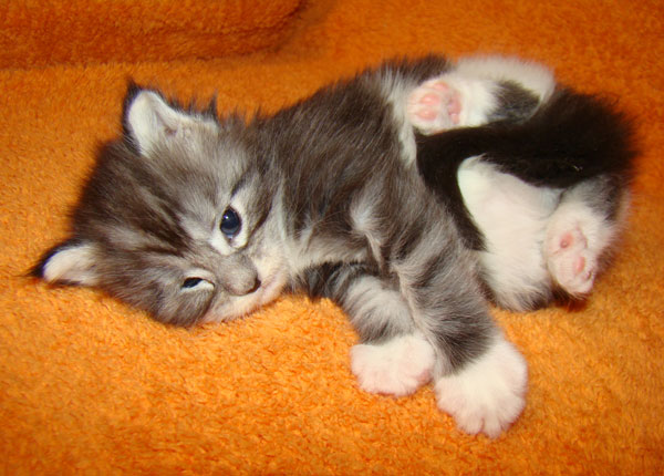     Catsvill County!   !    !       !!!    Catsvill County +7-926-544-74-09     .   ,   ,   ,    ,   ,  ,     ,   -,    ,   !