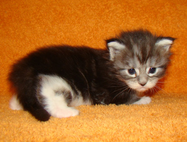     Catsvill County!   !    !       !!!    Catsvill County +7-926-544-74-09     .   ,   ,   ,    ,   ,  ,     ,   -,    ,   !