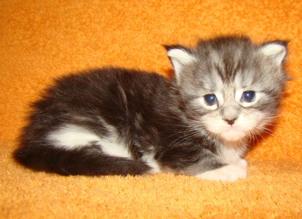     Catsvill County!   !    !       !!!    Catsvill County +7-926-544-74-09     .   ,   ,   ,    ,   ,  ,     ,   -,    ,   !