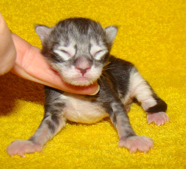     Catsvill County!   !    !       !!!    Catsvill County +7-926-544-74-09     .   ,   ,   ,    ,   ,  ,     ,   -,    ,   !