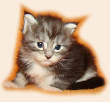      Catsvill County