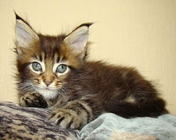      Catsvill County