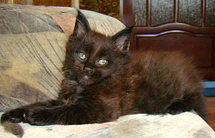      Catsvill County