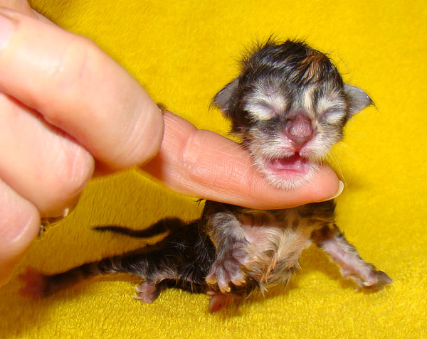     Catsvill County!   !    !       !!!    Catsvill County +7-926-544-74-09     .   ,   ,   ,    ,   ,  ,     ,   -,    ,   !