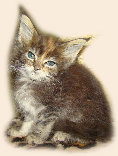     Catsvill County!   !    !       !!!    Catsvill County +7-926-544-74-09     .   ,   ,   ,    ,   ,  ,     ,   -,    ,   !