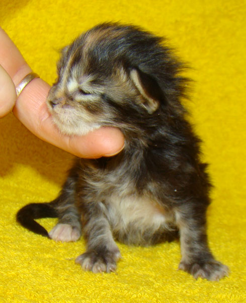     Catsvill County!   !    !       !!!    Catsvill County +7-926-544-74-09     .   ,   ,   ,    ,   ,  ,     ,   -,    ,   !