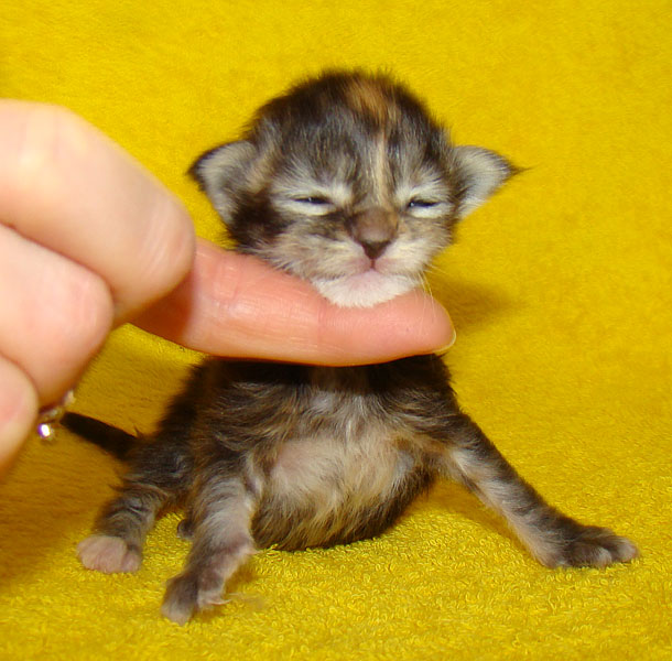     Catsvill County!   !    !       !!!    Catsvill County +7-926-544-74-09     .   ,   ,   ,    ,   ,  ,     ,   -,    ,   !