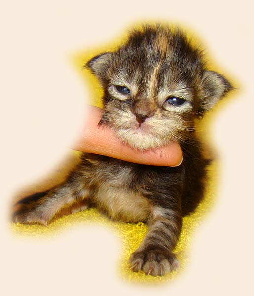     Catsvill County!   !    !       !!!    Catsvill County +7-926-544-74-09     .   ,   ,   ,    ,   ,  ,     ,   -,    ,   !