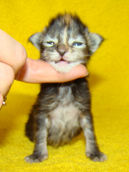     Catsvill County!   !    !       !!!    Catsvill County +7-926-544-74-09     .   ,   ,   ,    ,   ,  ,     ,   -,    ,   !