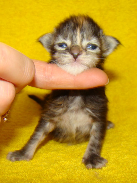     Catsvill County!   !    !       !!!    Catsvill County +7-926-544-74-09     .   ,   ,   ,    ,   ,  ,     ,   -,    ,   !