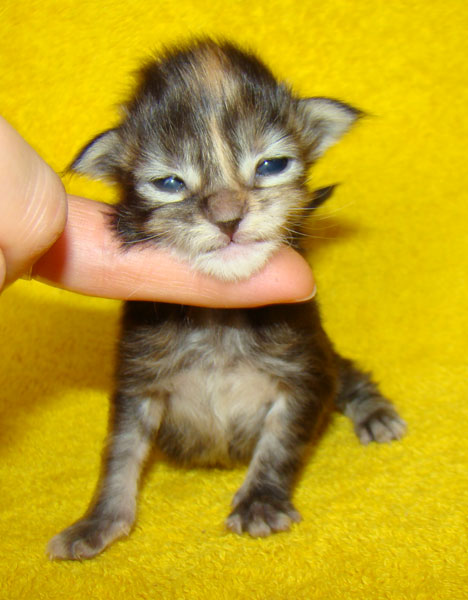     Catsvill County!   !    !       !!!    Catsvill County +7-926-544-74-09     .   ,   ,   ,    ,   ,  ,     ,   -,    ,   !