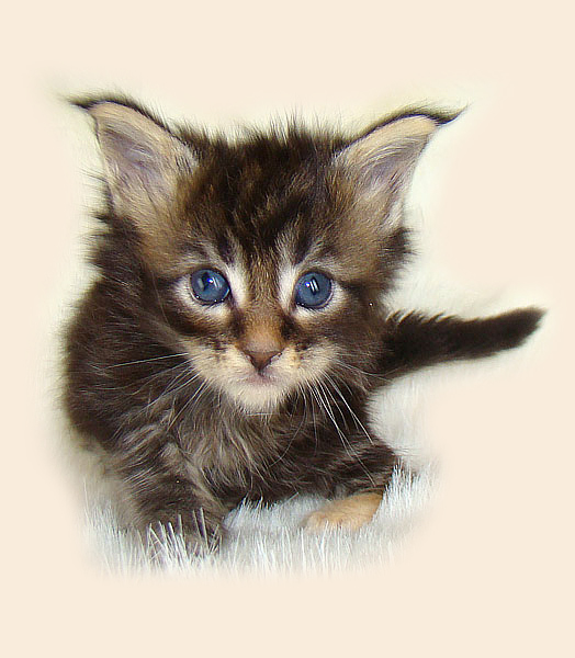 Мейн кун котенок питомника Catsvill County! Мейн куны! Котята породы Мейн кун! Мэйн кун нежный гигант в Вашем доме!!! Питомник мейн кунов Catsvill County +7-926-544-74-09 Мейн кун ласковый гигант. Мэйн кун котята, мейн кун продажа, мейн кун купить, мейн кун фото, мейн кун питомник, Мейн куны, Котята породы Мейн кун, Котята Мейн-куна, самой крупной породы кошек, могут стать вашими!