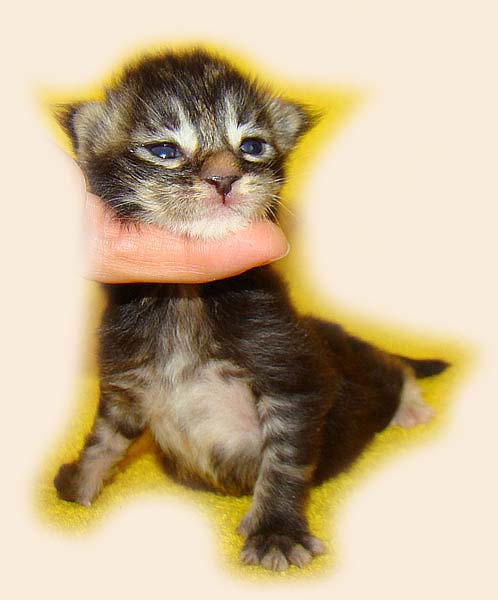 Мейн кун котенок питомника Catsvill County! Мейн куны! Котята породы Мейн кун! Мэйн кун нежный гигант в Вашем доме!!! Питомник мейн кунов Catsvill County +7-926-544-74-09 Мейн кун ласковый гигант. Мэйн кун котята, мейн кун продажа, мейн кун купить, мейн кун фото, мейн кун питомник, Мейн куны, Котята породы Мейн кун, Котята Мейн-куна, самой крупной породы кошек, могут стать вашими!