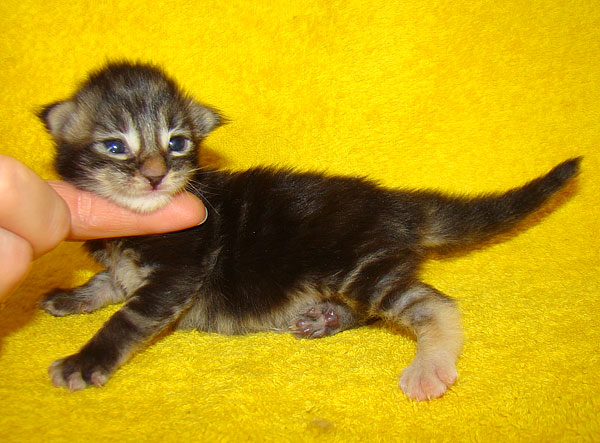Мейн кун котенок питомника Catsvill County! Мейн куны! Котята породы Мейн кун! Мэйн кун нежный гигант в Вашем доме!!! Питомник мейн кунов Catsvill County +7-926-544-74-09 Мейн кун ласковый гигант. Мэйн кун котята, мейн кун продажа, мейн кун купить, мейн кун фото, мейн кун питомник, Мейн куны, Котята породы Мейн кун, Котята Мейн-куна, самой крупной породы кошек, могут стать вашими!