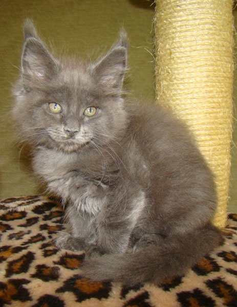 Мейн кун котенок питомника Catsvill County! Мейн куны! Котята породы Мейн кун! Мэйн кун нежный гигант в Вашем доме!!! Питомник мейн кунов Catsvill County +7-926-544-74-09 Мейн кун ласковый гигант. Мэйн кун котята, мейн кун продажа, мейн кун купить, мейн кун фото, мейн кун питомник, Мейн куны, Котята породы Мейн кун, Котята Мейн-куна, самой крупной породы кошек, могут стать вашими!