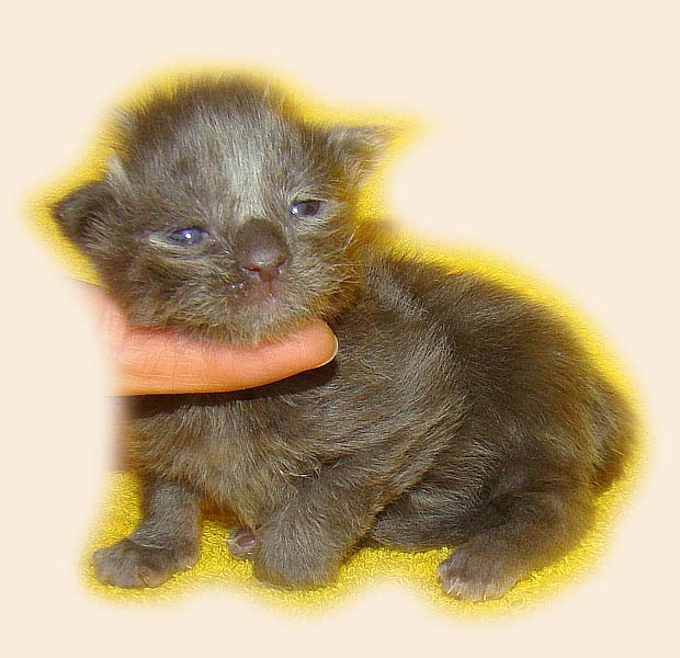 Мейн кун котенок питомника Catsvill County! Мейн куны! Котята породы Мейн кун! Мэйн кун нежный гигант в Вашем доме!!! Питомник мейн кунов Catsvill County +7-926-544-74-09 Мейн кун ласковый гигант. Мэйн кун котята, мейн кун продажа, мейн кун купить, мейн кун фото, мейн кун питомник, Мейн куны, Котята породы Мейн кун, Котята Мейн-куна, самой крупной породы кошек, могут стать вашими!