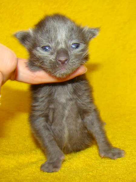 Мейн кун котенок питомника Catsvill County! Мейн куны! Котята породы Мейн кун! Мэйн кун нежный гигант в Вашем доме!!! Питомник мейн кунов Catsvill County +7-926-544-74-09 Мейн кун ласковый гигант. Мэйн кун котята, мейн кун продажа, мейн кун купить, мейн кун фото, мейн кун питомник, Мейн куны, Котята породы Мейн кун, Котята Мейн-куна, самой крупной породы кошек, могут стать вашими!