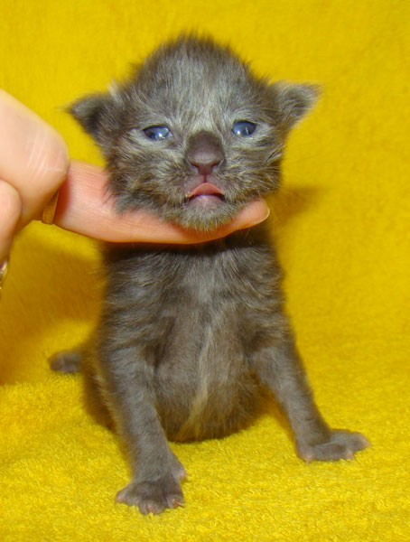 Мейн кун котенок питомника Catsvill County! Мейн куны! Котята породы Мейн кун! Мэйн кун нежный гигант в Вашем доме!!! Питомник мейн кунов Catsvill County +7-926-544-74-09 Мейн кун ласковый гигант. Мэйн кун котята, мейн кун продажа, мейн кун купить, мейн кун фото, мейн кун питомник, Мейн куны, Котята породы Мейн кун, Котята Мейн-куна, самой крупной породы кошек, могут стать вашими!