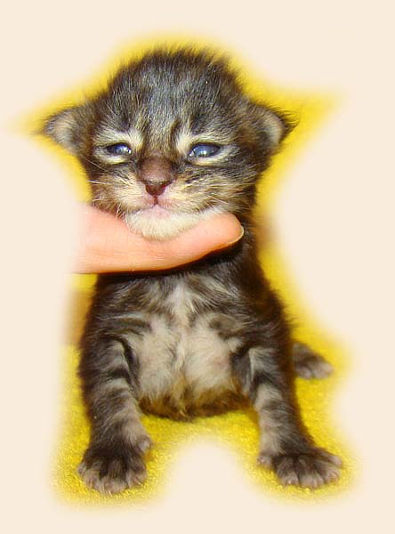 Мейн кун котенок питомника Catsvill County! Мейн куны! Котята породы Мейн кун! Мэйн кун нежный гигант в Вашем доме!!! Питомник мейн кунов Catsvill County +7-926-544-74-09 Мейн кун ласковый гигант. Мэйн кун котята, мейн кун продажа, мейн кун купить, мейн кун фото, мейн кун питомник, Мейн куны, Котята породы Мейн кун, Котята Мейн-куна, самой крупной породы кошек, могут стать вашими!