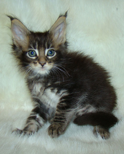     Catsvill County!   !    !       !!!    Catsvill County +7-926-544-74-09     .   ,   ,   ,    ,   ,  ,     ,   -,    ,   !