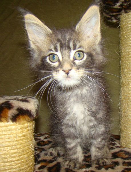     Catsvill County!   !    !       !!!    Catsvill County +7-926-544-74-09     .   ,   ,   ,    ,   ,  ,     ,   -,    ,   !