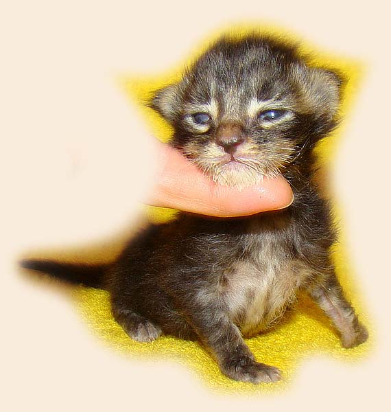    Catsvill County!   !    !       !!!    Catsvill County +7-926-544-74-09     .   ,   ,   ,    ,   ,  ,     ,   -,    ,   !