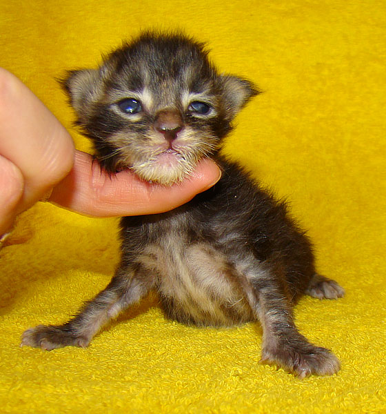     Catsvill County!   !    !       !!!    Catsvill County +7-926-544-74-09     .   ,   ,   ,    ,   ,  ,     ,   -,    ,   !