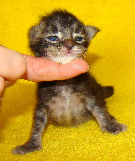     Catsvill County!   !    !       !!!    Catsvill County +7-926-544-74-09     .   ,   ,   ,    ,   ,  ,     ,   -,    ,   !