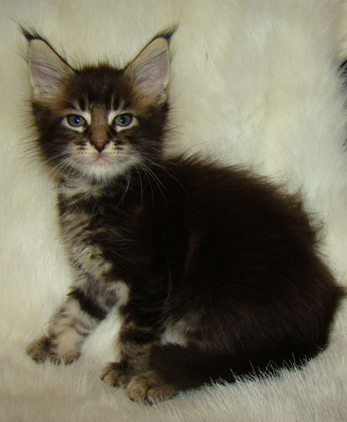     Catsvill County!   !    !       !!!    Catsvill County +7-926-544-74-09     .   ,   ,   ,    ,   ,  ,     ,   -,    ,   !