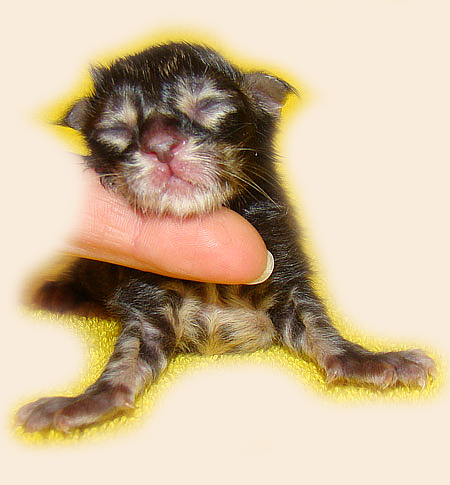     Catsvill County!   !    !       !!!    Catsvill County +7-926-544-74-09     .   ,   ,   ,    ,   ,  ,     ,   -,    ,   !