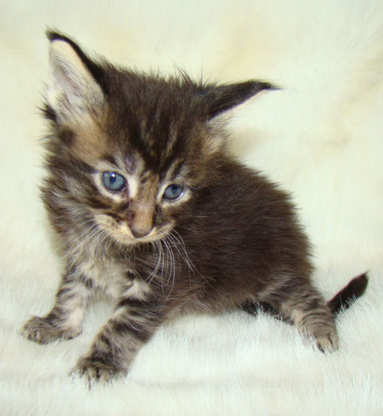     Catsvill County!   !    !       !!!    Catsvill County +7-926-544-74-09     .   ,   ,   ,    ,   ,  ,     ,   -,    ,   !