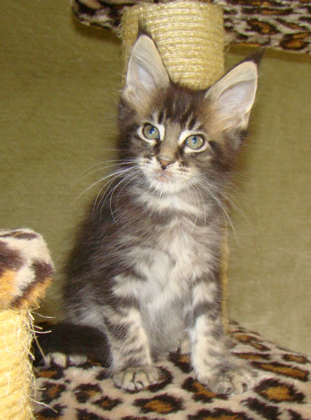     Catsvill County!   !    !       !!!    Catsvill County +7-926-544-74-09     .   ,   ,   ,    ,   ,  ,     ,   -,    ,   !