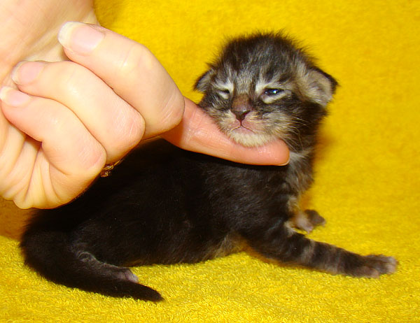     Catsvill County!   !    !       !!!    Catsvill County +7-926-544-74-09     .   ,   ,   ,    ,   ,  ,     ,   -,    ,   !