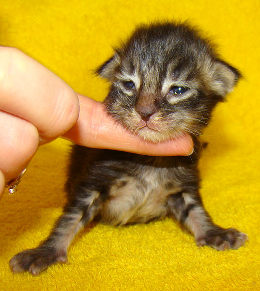     Catsvill County!   !    !       !!!    Catsvill County +7-926-544-74-09     .   ,   ,   ,    ,   ,  ,     ,   -,    ,   !