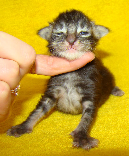     Catsvill County!   !    !       !!!    Catsvill County +7-926-544-74-09     .   ,   ,   ,    ,   ,  ,     ,   -,    ,   !